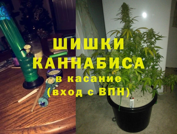 сатива Болохово