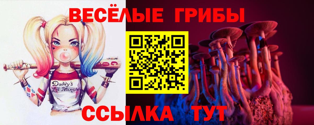 Псилоцибиновые грибы Cubensis Дивногорск